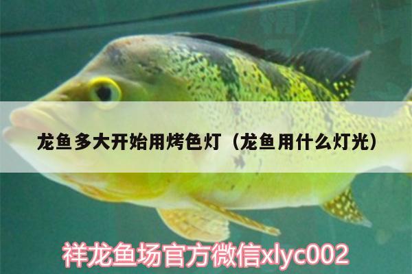 龍魚多大開始用烤色燈（龍魚用什么燈光） 粗線銀版魚苗