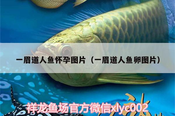 一眉道人魚懷孕圖片（一眉道人魚卵圖片） 一眉道人魚