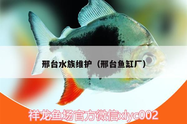 邢臺(tái)水族維護(hù)（邢臺(tái)魚缸廠） 黑桃A魚苗