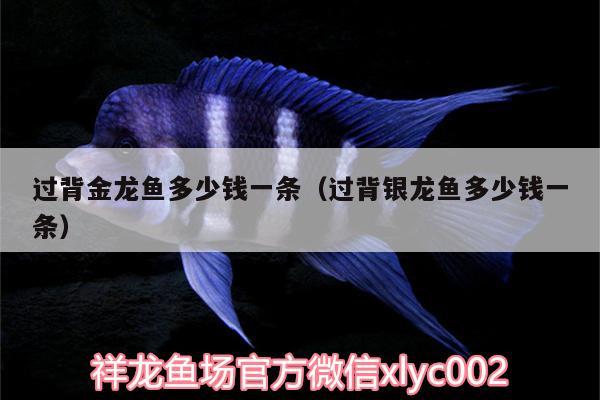 過背金龍魚多少錢一條（過背銀龍魚多少錢一條） 金龍魚百科