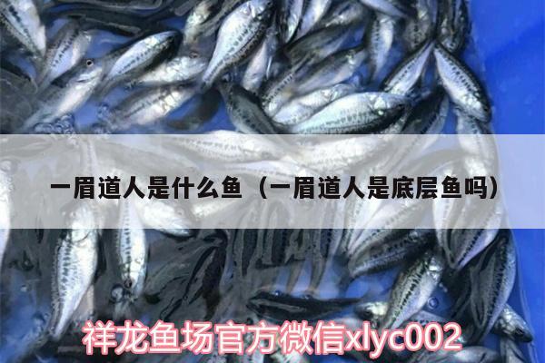 一眉道人是什么魚（一眉道人是底層魚嗎） 一眉道人魚