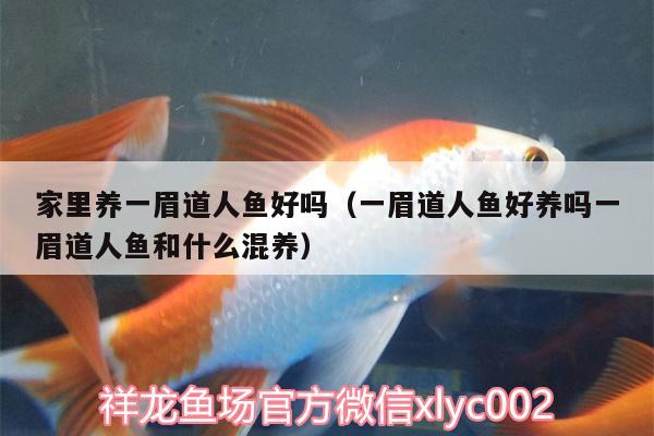 家里養(yǎng)一眉道人魚好嗎（一眉道人魚好養(yǎng)嗎一眉道人魚和什么混養(yǎng)）