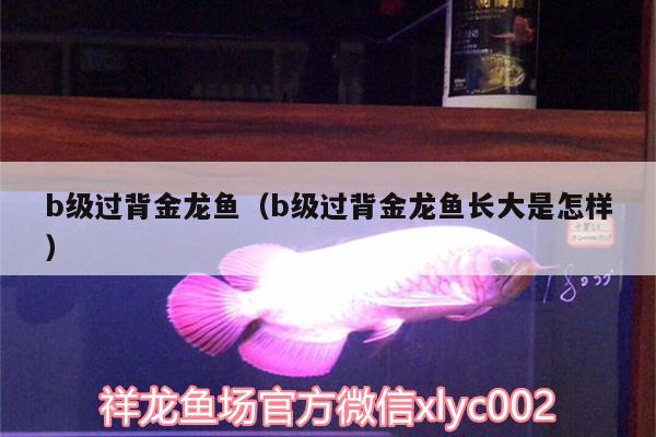 b級過背金龍魚（b級過背金龍魚長大是怎樣） B級過背金龍魚