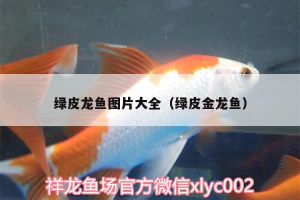 綠皮龍魚圖片大全（綠皮金龍魚）