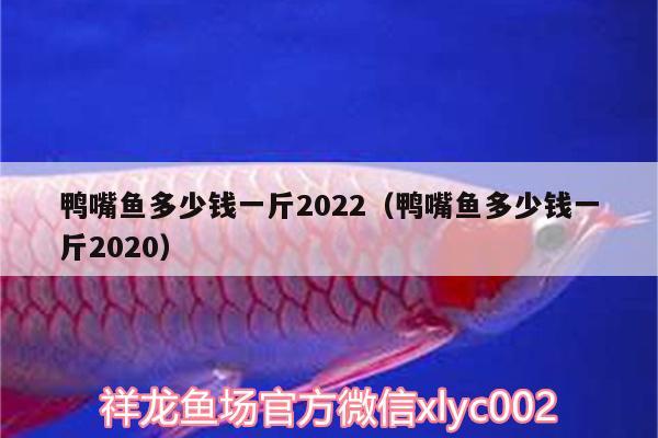 鴨嘴魚多少錢一斤2022（鴨嘴魚多少錢一斤2020） 帝王血鉆魚