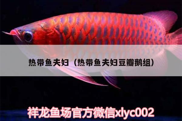 熱帶魚夫婦（熱帶魚夫婦豆瓣鵝組） 一眉道人魚