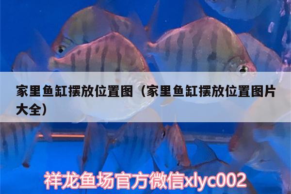 家里魚缸擺放位置圖（家里魚缸擺放位置圖片大全） 豹紋夫魚苗