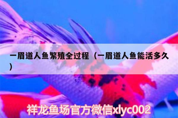 一眉道人魚繁殖全過程（一眉道人魚能活多久）