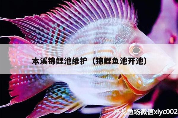 本溪錦鯉池維護（錦鯉魚池開池） 錦鯉池魚池建設