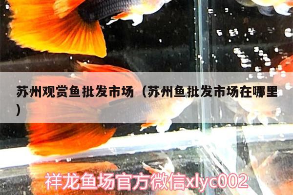 蘇州觀賞魚批發(fā)市場(chǎng)（蘇州魚批發(fā)市場(chǎng)在哪里）