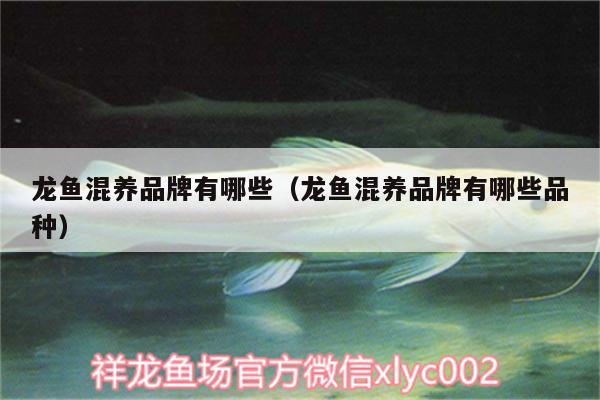 龍魚(yú)混養(yǎng)品牌有哪些（龍魚(yú)混養(yǎng)品牌有哪些品種） 觀賞魚(yú)飼料