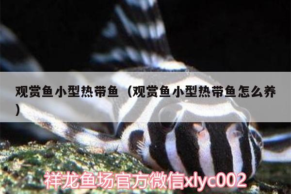 觀賞魚小型熱帶魚（觀賞魚小型熱帶魚怎么養(yǎng)） 印尼三紋虎