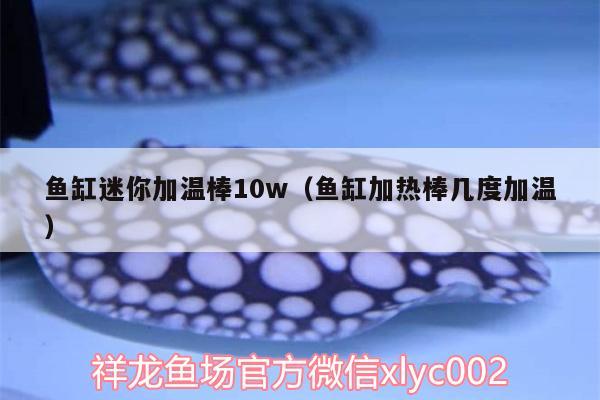 魚缸迷你加溫棒10w（魚缸加熱棒幾度加溫） 胭脂孔雀龍魚