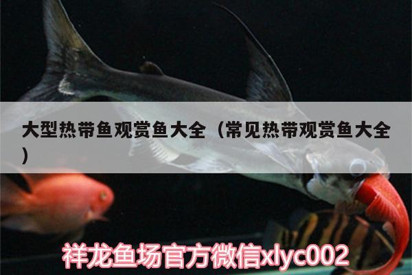 大型熱帶魚觀賞魚大全（常見熱帶觀賞魚大全） 財神鸚鵡魚