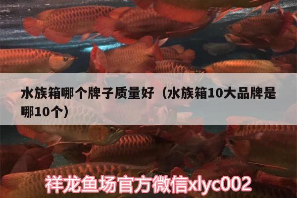 水族箱哪個(gè)牌子質(zhì)量好（水族箱10大品牌是哪10個(gè)）