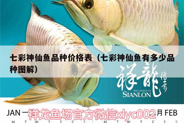 七彩神仙魚品種價格表（七彩神仙魚有多少品種圖解） 七彩神仙魚