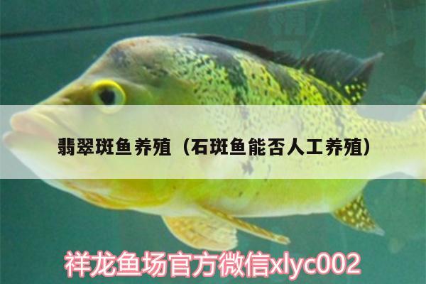 翡翠斑魚養(yǎng)殖（石斑魚能否人工養(yǎng)殖） 二氧化碳設(shè)備