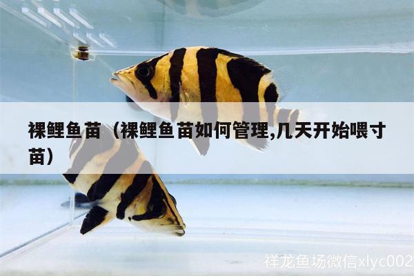 裸鯉魚苗（裸鯉魚苗如何管理,幾天開始喂寸苗）