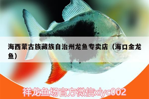 海西蒙古族藏族自治州龍魚專賣店（海口金龍魚）