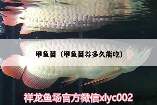 甲魚苗（甲魚苗養(yǎng)多久能吃） 一眉道人魚