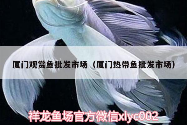 廈門觀賞魚批發(fā)市場（廈門熱帶魚批發(fā)市場） 觀賞魚批發(fā)