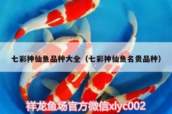 七彩神仙魚品種大全（七彩神仙魚名貴品種）