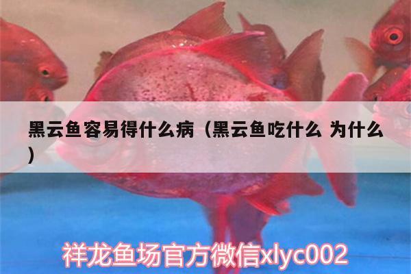 黑云魚容易得什么?。ê谠启~吃什么為什么） 黑云魚