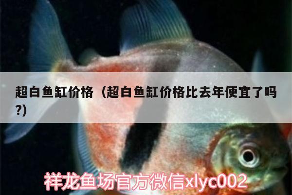 超白魚缸價格（超白魚缸價格比去年便宜了嗎?）