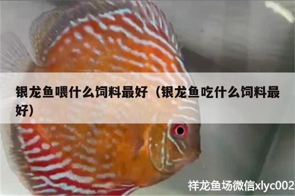 銀龍魚喂什么飼料最好（銀龍魚吃什么飼料最好） 銀龍魚