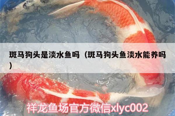 斑馬狗頭是淡水魚嗎（斑馬狗頭魚淡水能養(yǎng)嗎） 斑馬狗頭魚