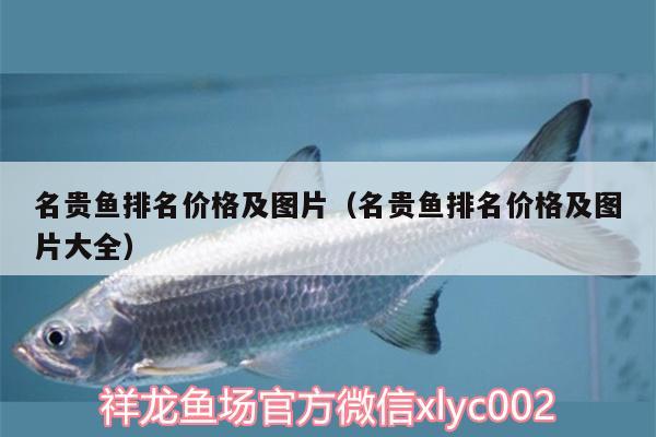 名貴魚排名價格及圖片（名貴魚排名價格及圖片大全）