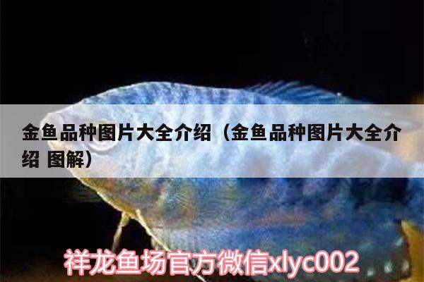 金魚品種圖片大全介紹（金魚品種圖片大全介紹圖解）