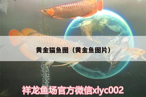 黃金貓魚圖（黃金魚圖片）