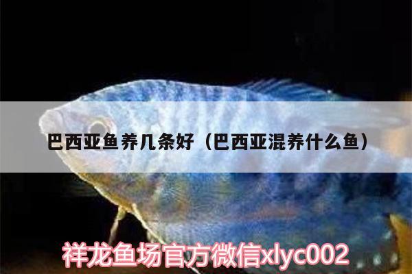 巴西亞魚養(yǎng)幾條好（巴西亞混養(yǎng)什么魚）