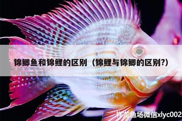 錦鯽魚(yú)和錦鯉的區(qū)別（錦鯉與錦鯽的區(qū)別?）