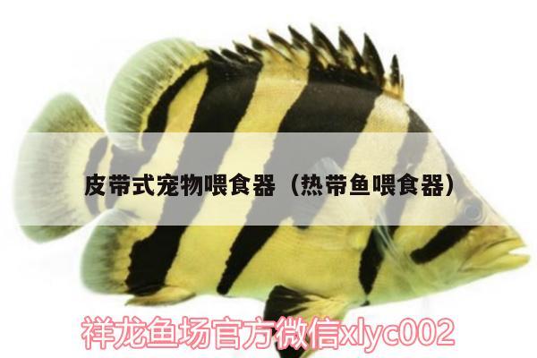 皮帶式寵物喂食器（熱帶魚喂食器） 喂食器