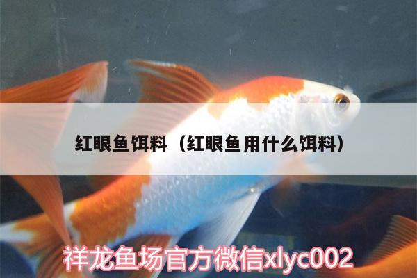 紅眼魚餌料（紅眼魚用什么餌料）