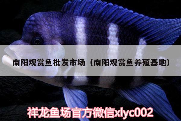 南陽(yáng)觀賞魚批發(fā)市場(chǎng)（南陽(yáng)觀賞魚養(yǎng)殖基地）