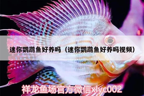 迷你鸚鵡魚好養(yǎng)嗎（迷你鸚鵡魚好養(yǎng)嗎視頻） 鸚鵡魚