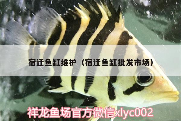 宿遷魚缸維護(hù)（宿遷魚缸批發(fā)市場(chǎng)） 大嘴鯨魚