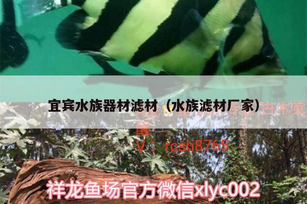 宜賓水族器材濾材（水族濾材廠家） 女王大帆魚