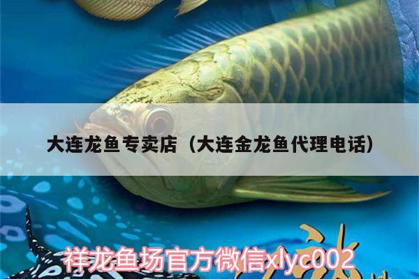 大連龍魚專賣店（大連金龍魚代理電話）