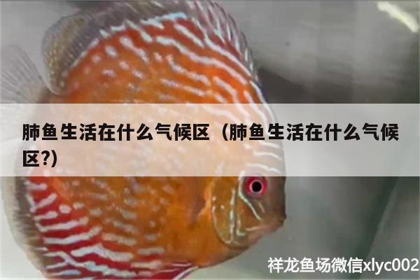 肺魚生活在什么氣候區(qū)（肺魚生活在什么氣候區(qū)?）