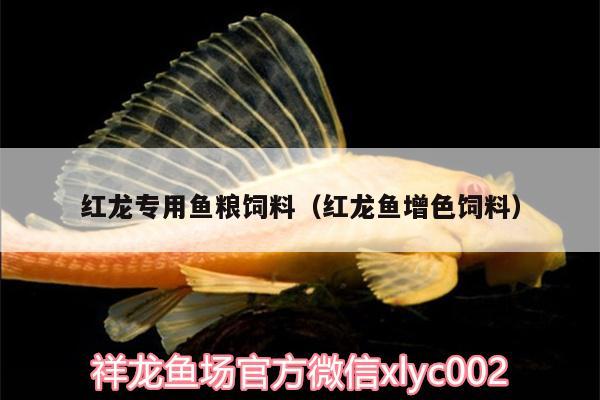 紅龍專(zhuān)用魚(yú)糧飼料（紅龍魚(yú)增色飼料） 紅龍專(zhuān)用魚(yú)糧飼料