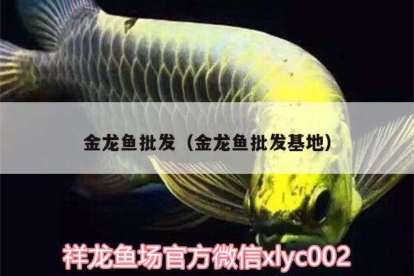 金龍魚批發(fā)（金龍魚批發(fā)基地） 龍魚批發(fā)