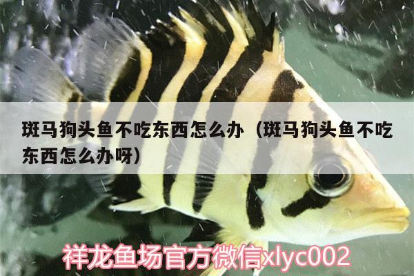 斑馬狗頭魚不吃東西怎么辦（斑馬狗頭魚不吃東西怎么辦呀）