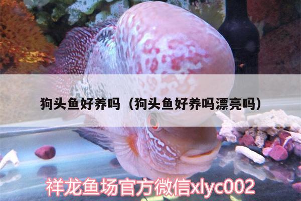 狗頭魚好養(yǎng)嗎（狗頭魚好養(yǎng)嗎漂亮嗎） 狗頭魚