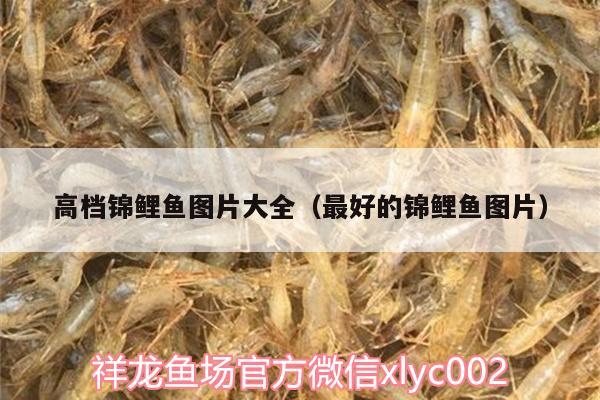 高檔錦鯉魚圖片大全（最好的錦鯉魚圖片） 觀賞魚飼料