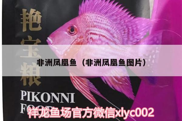 非洲鳳凰魚（非洲鳳凰魚圖片）