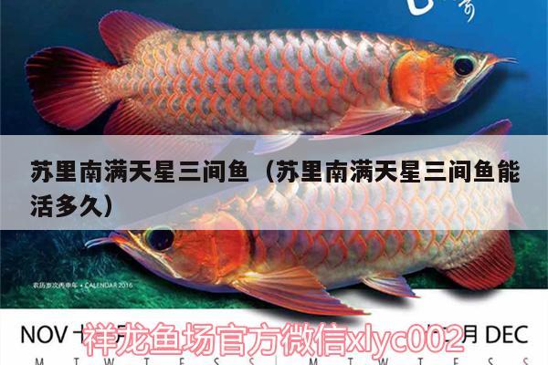 蘇里南滿天星三間魚（蘇里南滿天星三間魚能活多久）